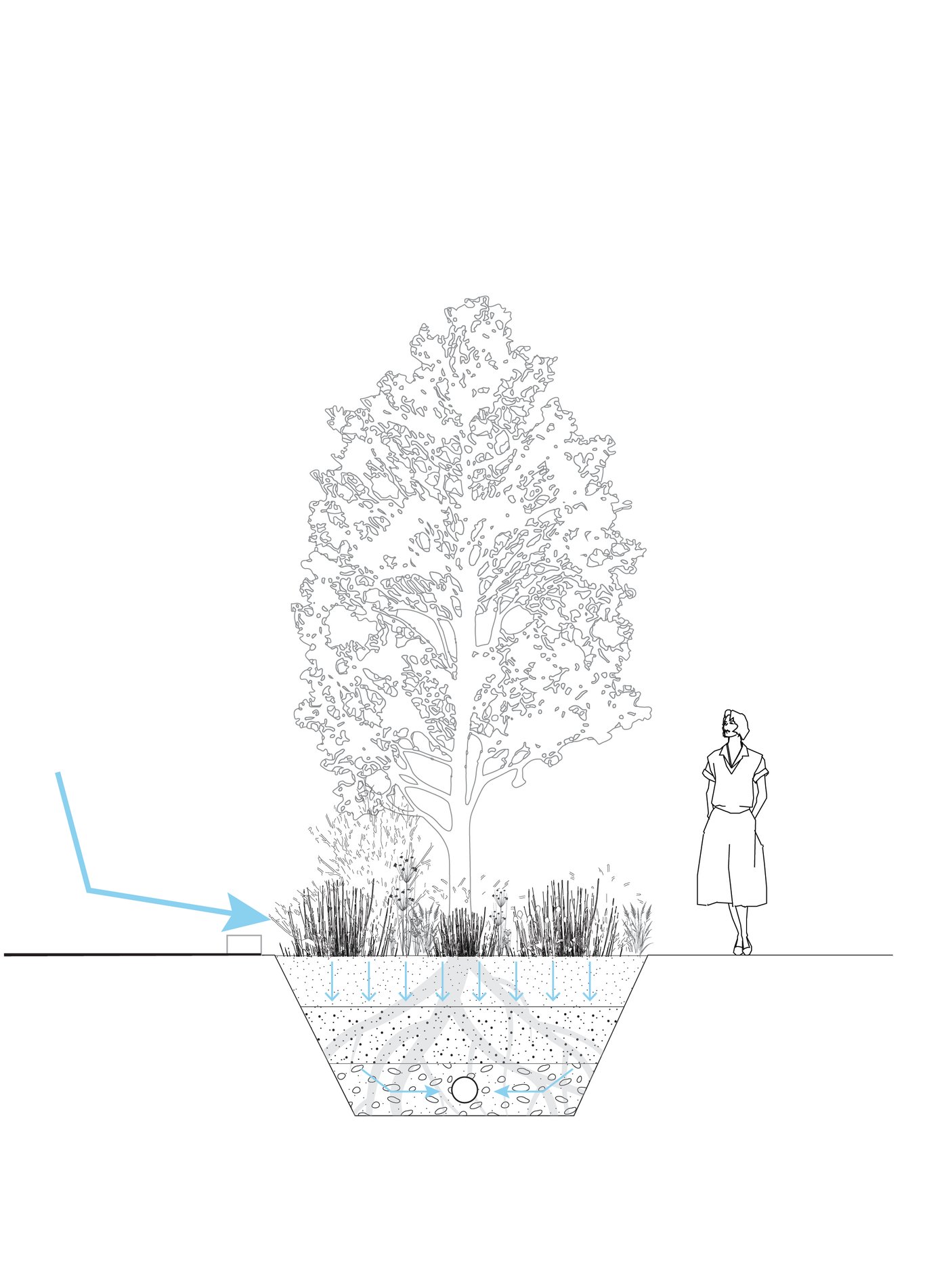 Bioswale
